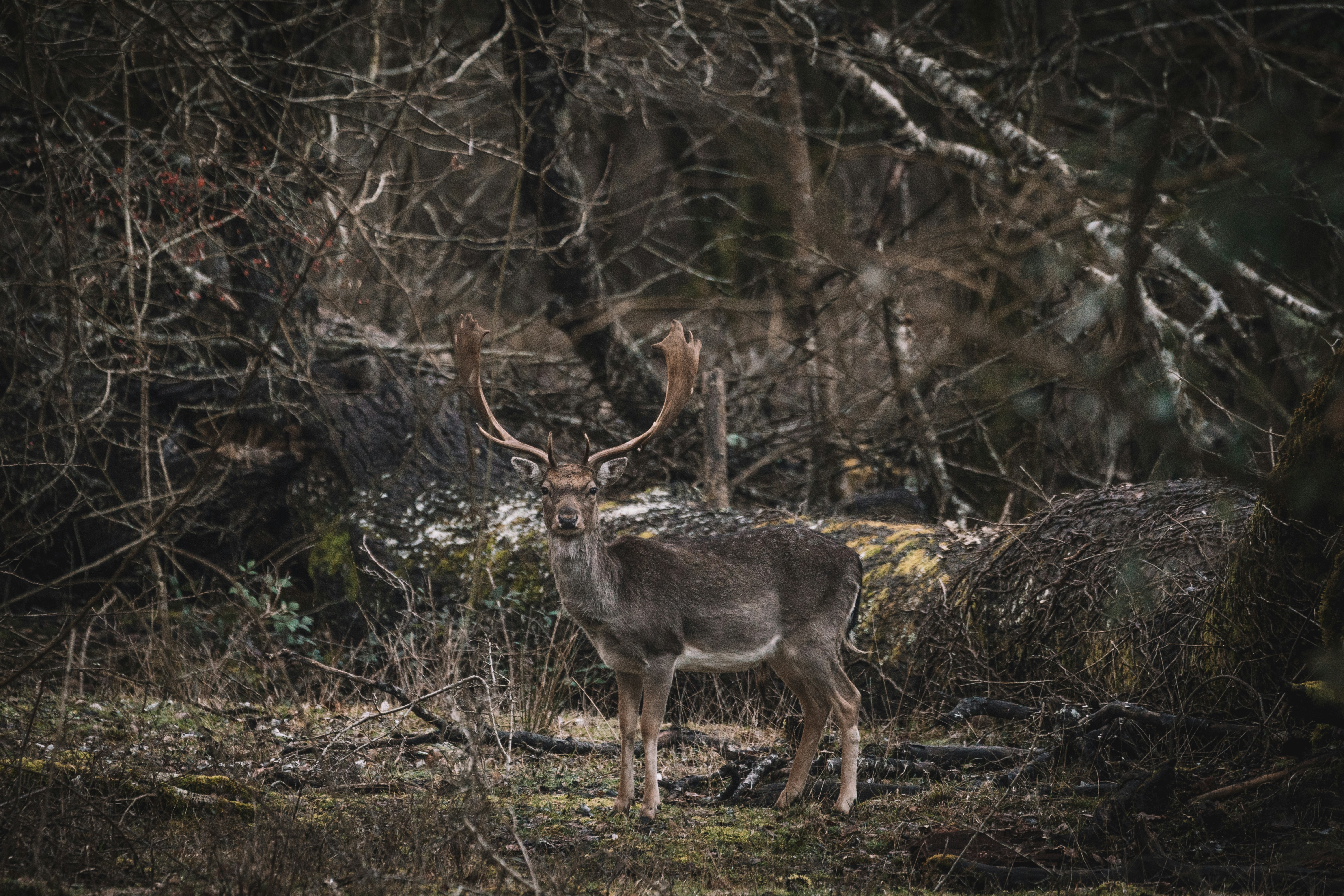 brown deer on brown grass during daytime